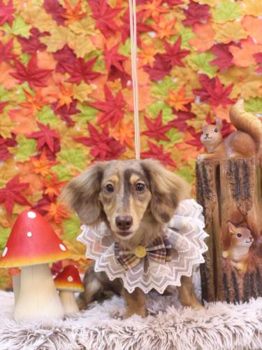 20241115エマちゃん